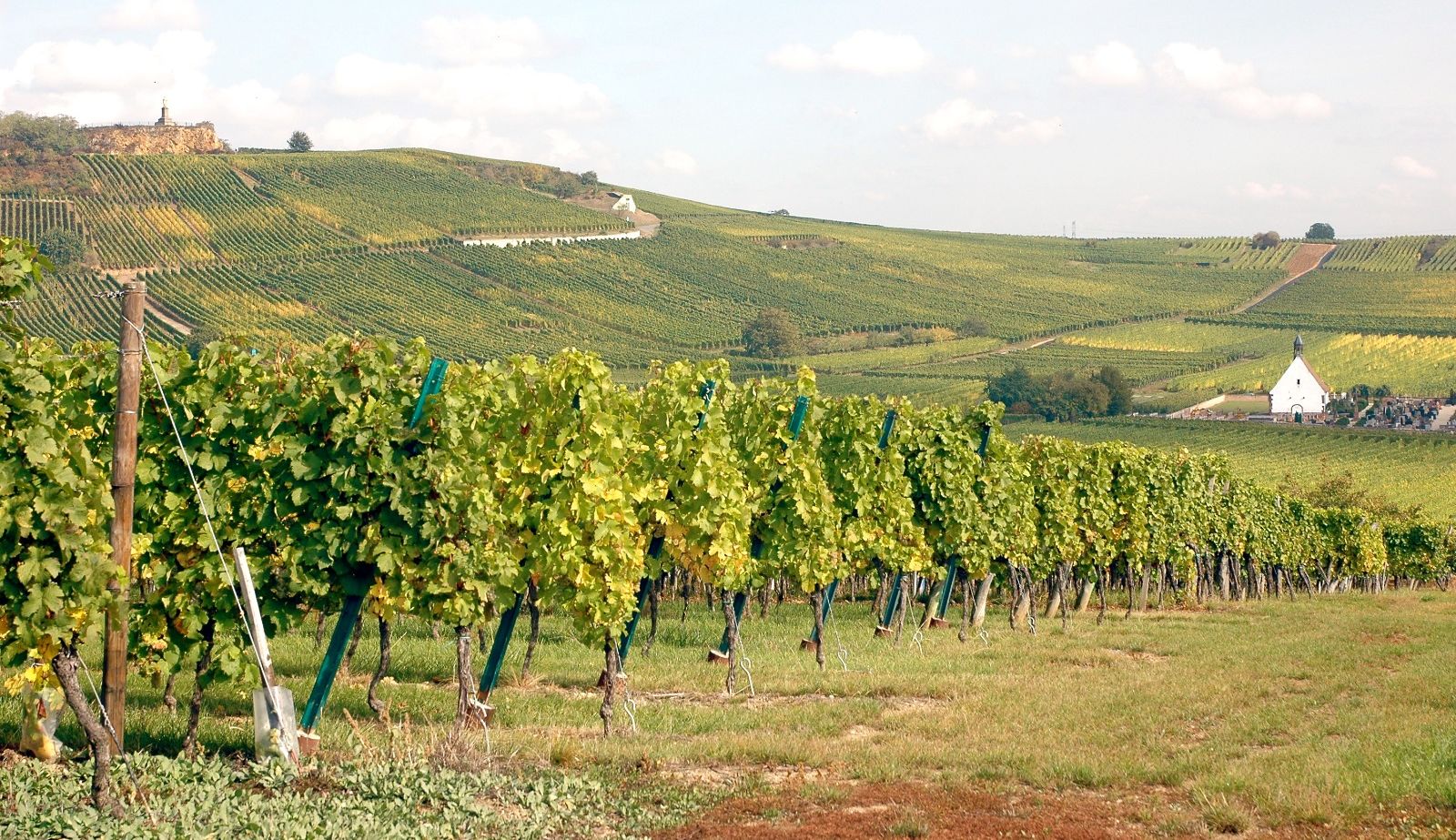 vigne alsacienne