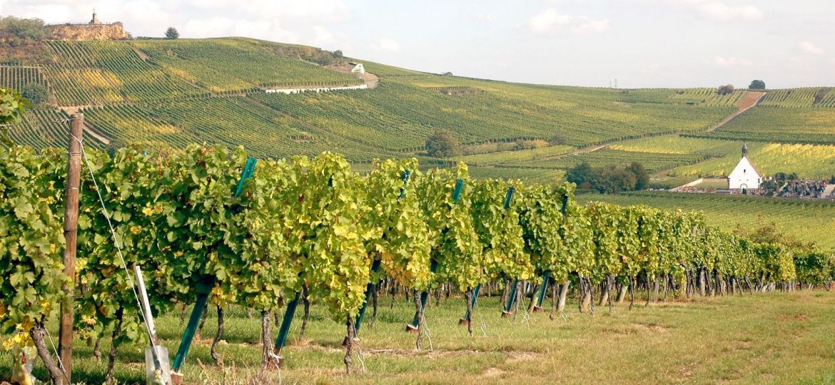 vigne alsacienne