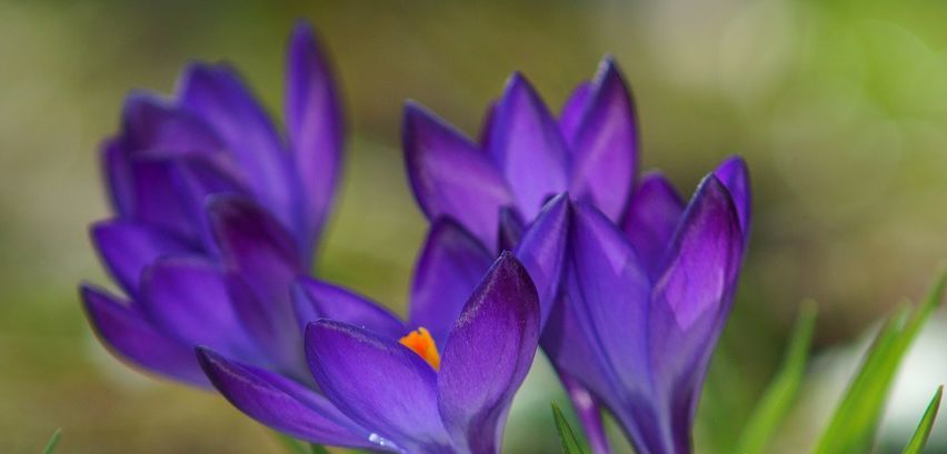 crocus-jpg